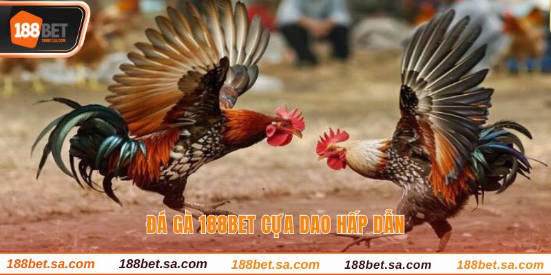Đá gà 188BET cựa dao hấp dẫn