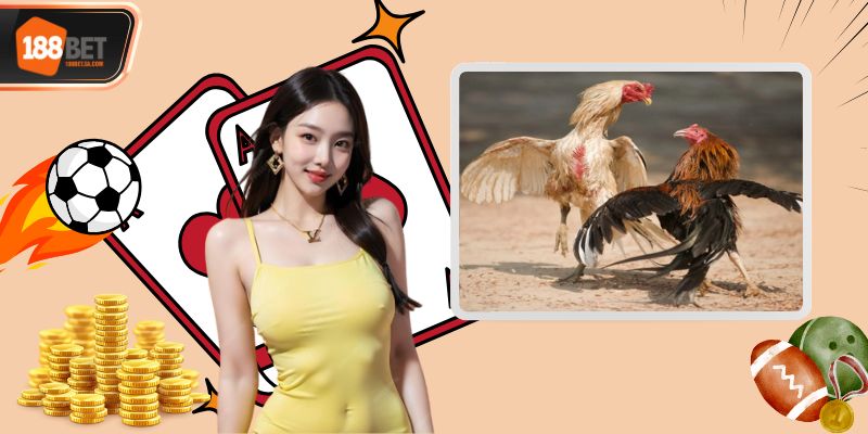 Đá Gà 188BET Sảnh Cược Uy Tín, Chất Lượng Hàng Đầu